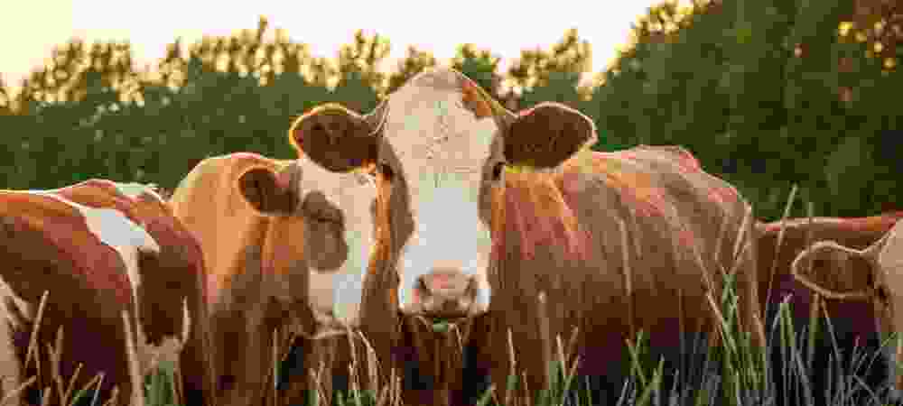 Animal Farm